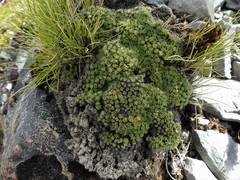 Veronica pulvinaris