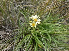 Dolichoglottis lyallii × scorzoneroides