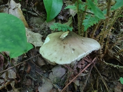 Amanita submaculata