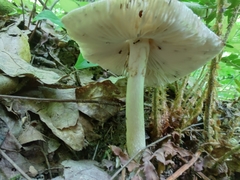 Amanita submaculata