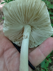 Amanita submaculata