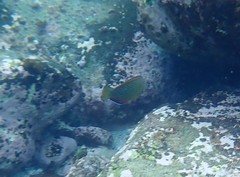 Anampses caeruleopunctatus