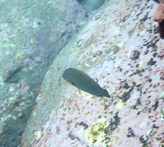 Anampses caeruleopunctatus