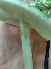 Amanita submaculata