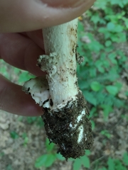 Amanita submaculata