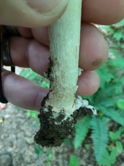 Amanita submaculata