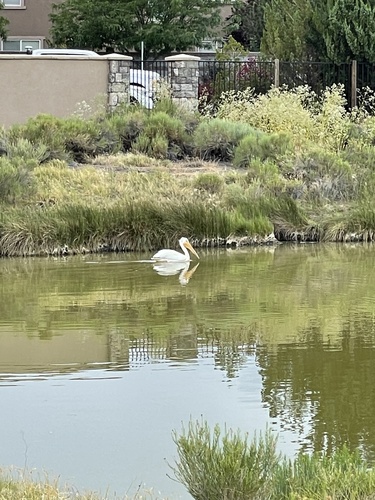 American White Pelican photographed in Nevada
