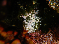 Corallinophycidae