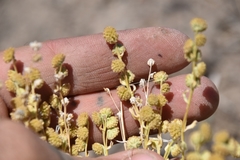 Artemisia papposa