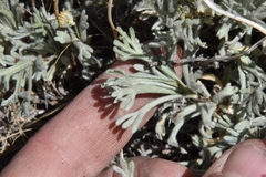 Artemisia papposa