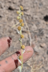 Artemisia papposa