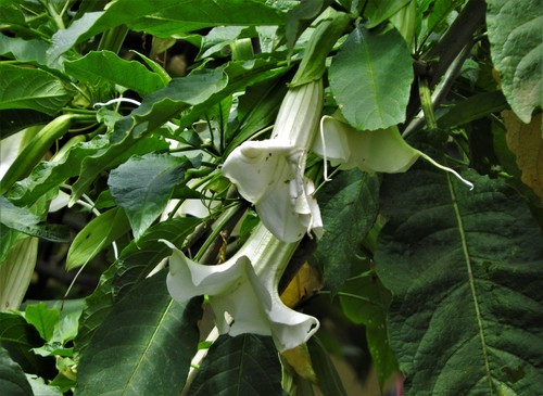 Angel's Trumpet