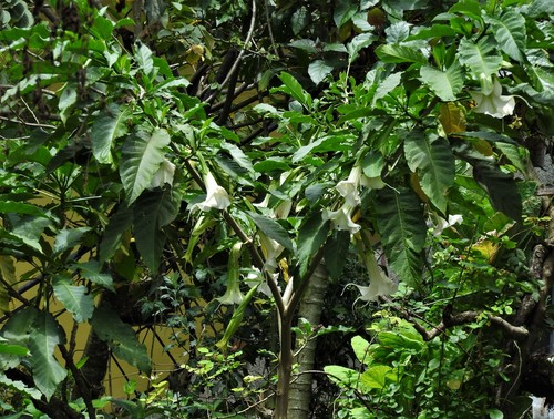 Angel's Trumpet
