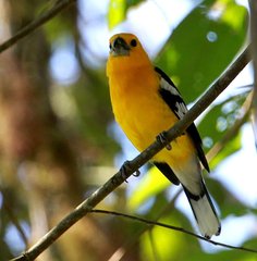 Pheucticus chrysogaster