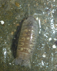 Cirolana harfordi