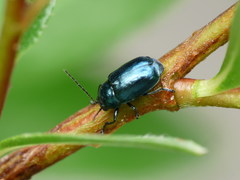 Cryptocephalus androgyne