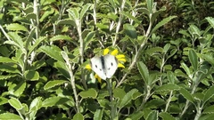 Brachyglottis monroi