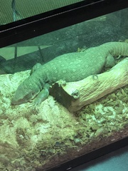 Varanus exanthematicus