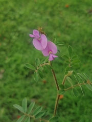 Tephrosia cinerea