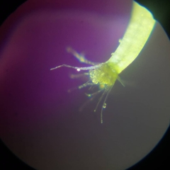 Tephrosia cinerea