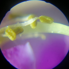 Tephrosia cinerea