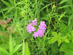 Phlox glaberrima