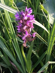 Dactylorhiza incarnata