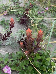 Castilleja miniata dixonii