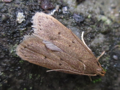 Brachmia modicella