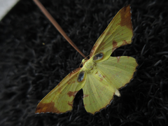 Corymica pryeri