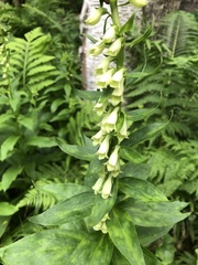 Digitalis lutea