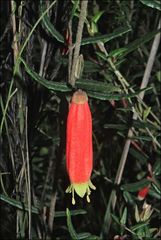 Correa reflexa speciosa