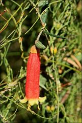Correa reflexa speciosa