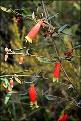 Correa reflexa speciosa