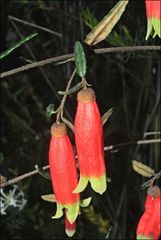Correa reflexa speciosa