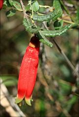 Correa reflexa speciosa