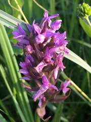 Dactylorhiza incarnata