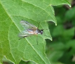 Rhagio lineola