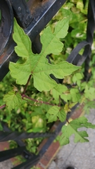 Ampelopsis glandulosa