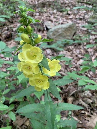 Rockytop Trail