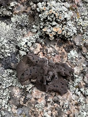 Umbilicaria torrefacta