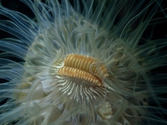 Sagartiogeton undatus