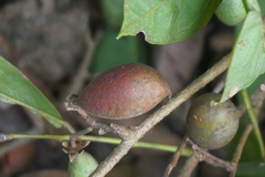 Dialium guianense