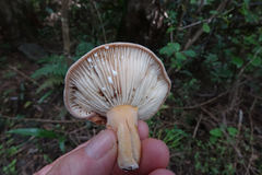 Lactifluus clarkeae