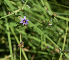 Sisyrinchium idahoense