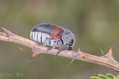 Megalostomis dimidiata