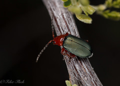 Phrynocepha deyrollei