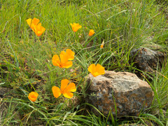 Eschscholzia californica californica