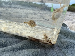 Stephanolepis hispida