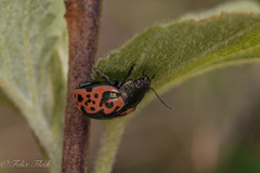 Calligrapha anabelae